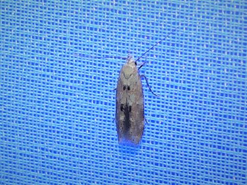 Mompha epilobiella